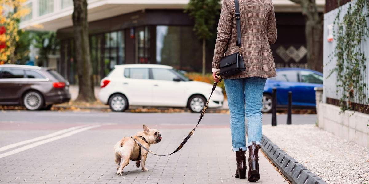 Why Pet-Friendly Towns Are Becoming Popular in the U.S.