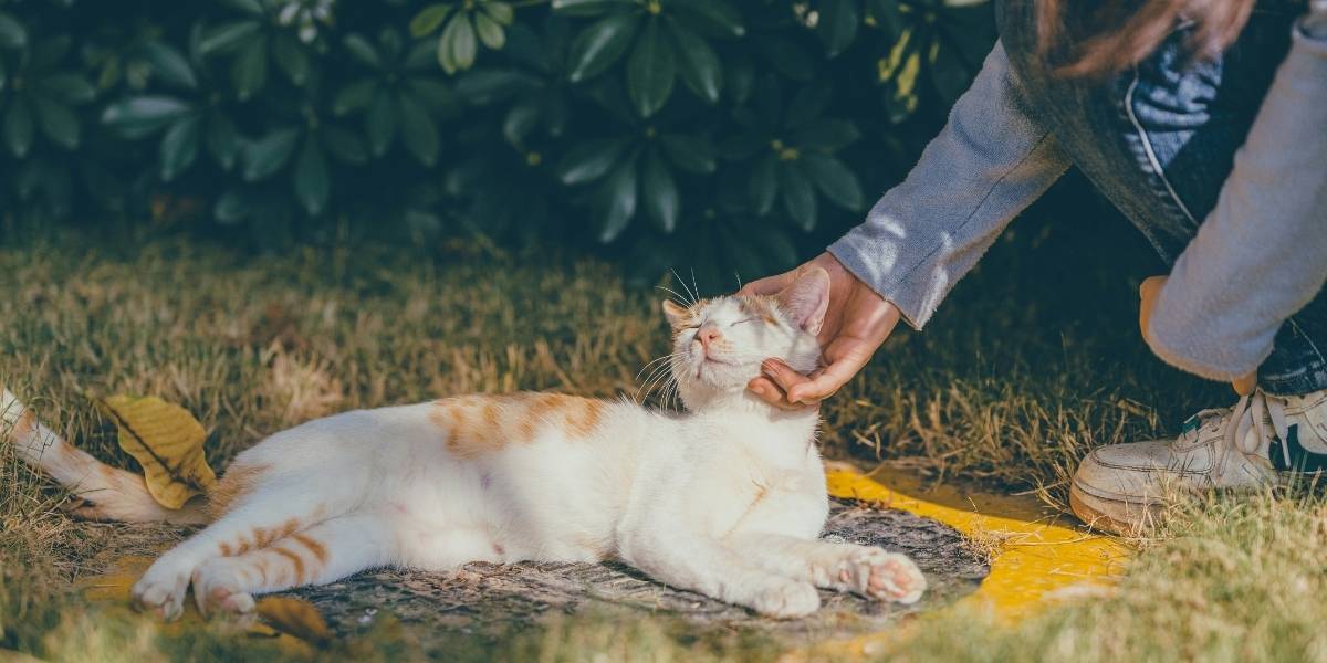 Why Pet-Friendly Towns Are Becoming Popular in the U.S.